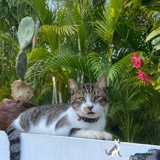 Furry Friends Pet Hotel